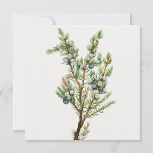 Eenvoudige Vintage Botanische Bergjeneverbes Kaart