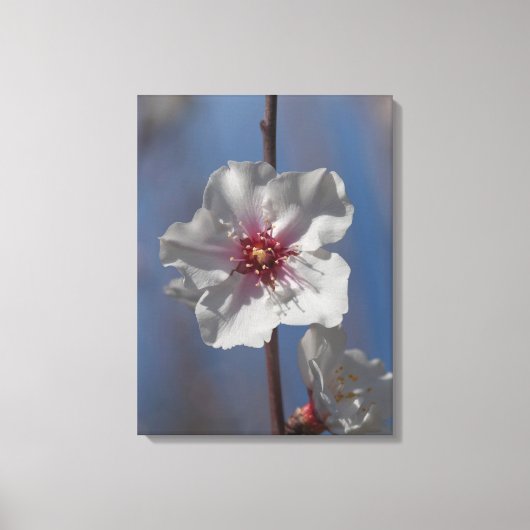 Eenvoudige White Spring Almond Tree Elegant Canvas Afdruk (Voorkant)