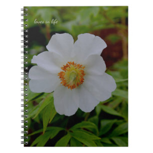 Eenvoudige witte pioenenbloem notitieboek