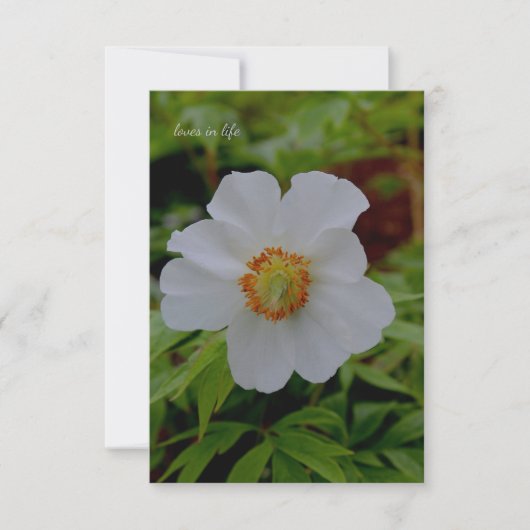 Eenvoudige witte pioenenbloem notitiekaartje (Voorkant)