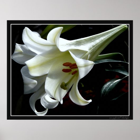 EENVOUDIGER LICHT AFDRUKKEN POSTER (Voorkant)