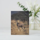 Eenzame antilope briefkaart (Staand voorkant)