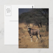 Eenzame antilope briefkaart (Voorkant / Achterkant)