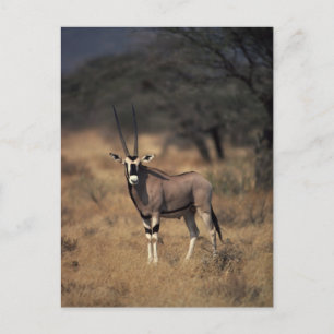 Eenzame antilope briefkaart