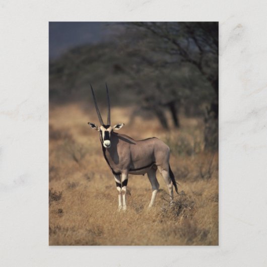 Eenzame antilope briefkaart (Voorkant)