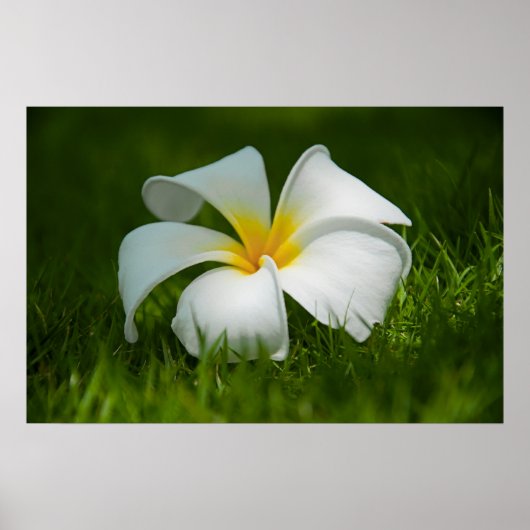 eenzame bloem poster (Voorkant)