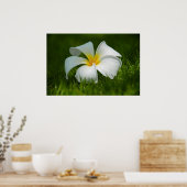 eenzame bloem poster (Keuken)