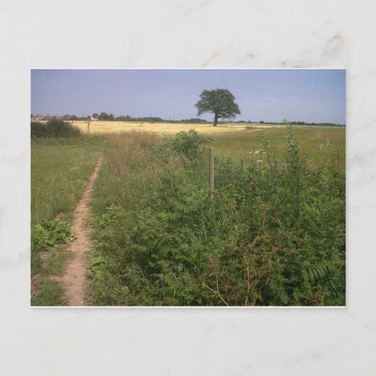 Eenzame boom briefkaart (Voorkant)