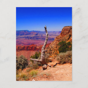 Eenzame boom in de Grand Canyon in Arizona Briefkaart