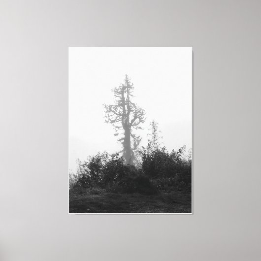 Eenzame boom in de ochtendmist canvas afdruk (Voorkant)