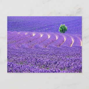 Eenzame boom in lavendelveld, Frankrijk Briefkaart