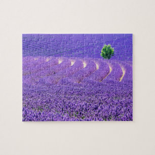 Eenzame boom in lavendelveld, Frankrijk Legpuzzel