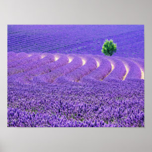 Eenzame boom in lavendelveld, Frankrijk Poster