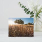 Eenzame boom in Meadow Briefkaart (Staand voorkant)