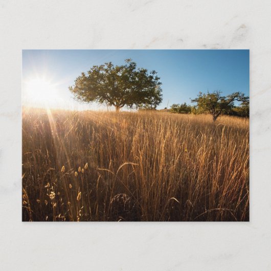 Eenzame boom in Meadow Briefkaart (Voorkant)