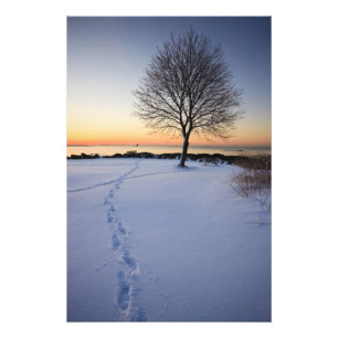 Eenzame boom in verse sneeuw bij New Castle Common Foto Afdruk
