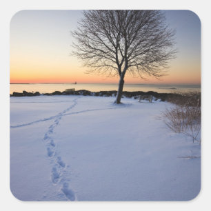 Eenzame boom in verse sneeuw bij New Castle Common Vierkante Sticker