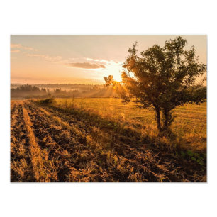 Eenzame boom op het broeiveld in de gouden zonsopg foto afdruk