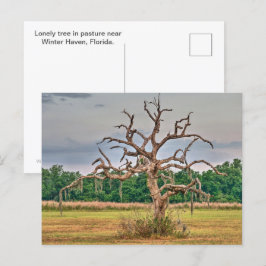 Eenzame boom Winter Haven, Florida Briefkaart