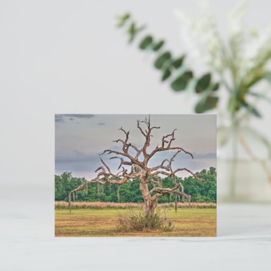 Eenzame boom Winter Haven, Florida Briefkaart (Staand voorkant)