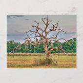 Eenzame boom Winter Haven, Florida Briefkaart (Voorkant)