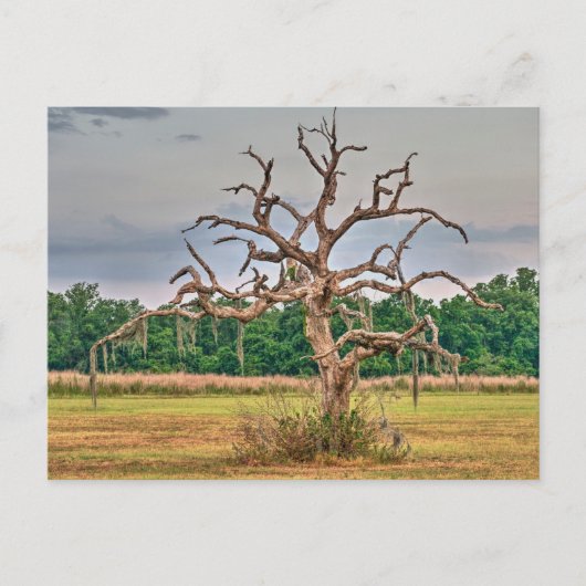 Eenzame boom Winter Haven, Florida Briefkaart (Voorkant)