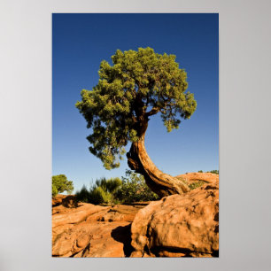 Eenzame ceder, Deadhorse Point State Park, Poster