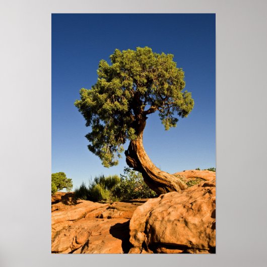 Eenzame ceder, Deadhorse Point State Park, Poster (Voorkant)