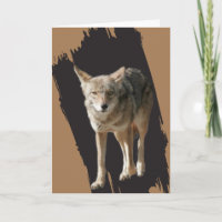 Eenzame Coyote