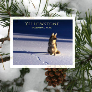 Eenzame Coyote in Sneeuw, Voetafdrukken Yellowston Briefkaart