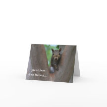 Eenzame eekhoorn in de boom, ik mis je