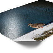 Eenzame eend foto afdruk (Hoek)
