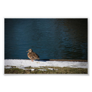 Eenzame eend foto afdruk