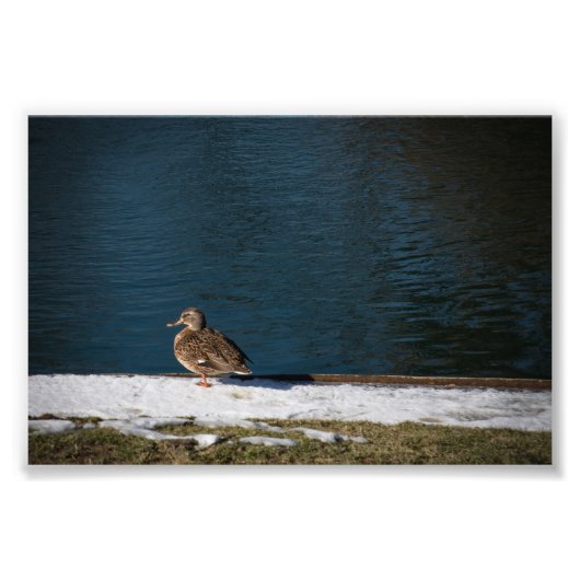 Eenzame eend foto afdruk (Voorkant)