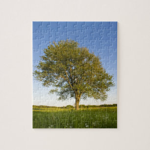 Eenzame esdoorn in hooiland bij Raymond Farm, Legpuzzel