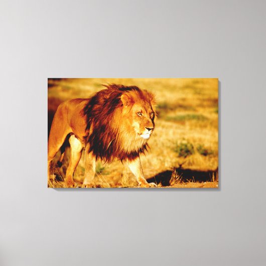 Eenzame Leeuw Canvas Afdruk (Voorkant)