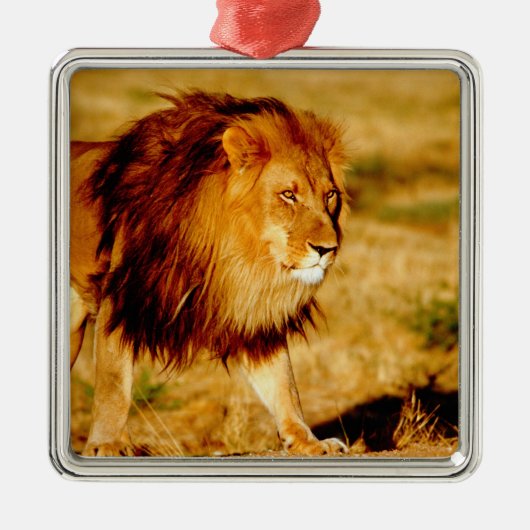 Eenzame Leeuw Metalen Ornament (Voorkant)