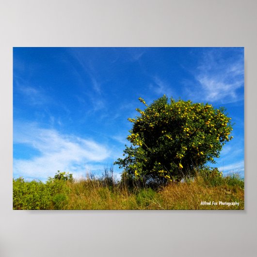 Eenzame Mandarinboom Poster (Voorkant)