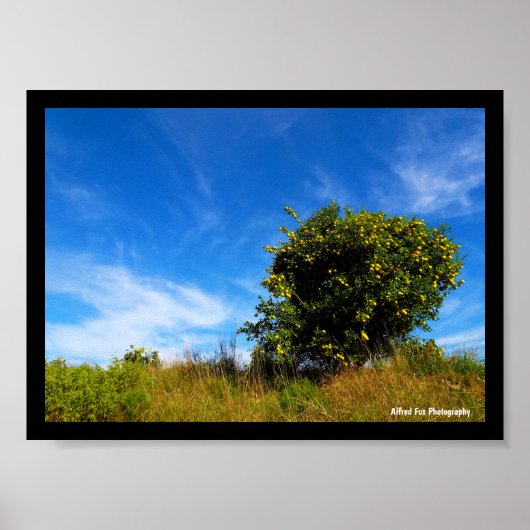 Eenzame Mandarinboom Poster (Voorkant)