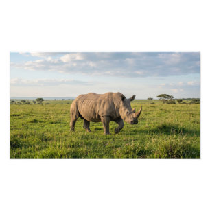 Eenzame Neushoorn Wandelend In Open Grasland Foto Afdruk