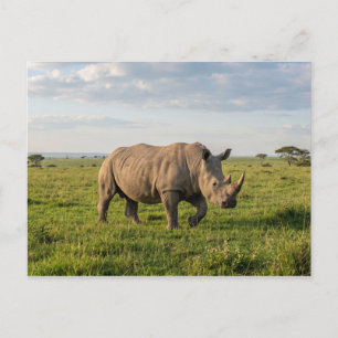 Eenzame Neushoorn Wandelend In Open Grasland Foto Briefkaart