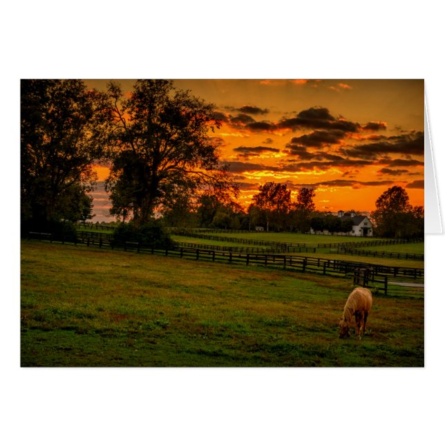 Eenzame paard bij zonsondergang (Voorkant Horizontaal)