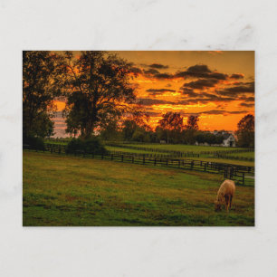 Eenzame paard bij zonsondergang briefkaart