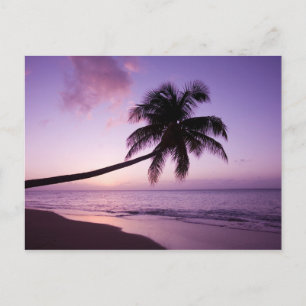 Eenzame palmboom bij zonsondergang, Coconut Grove Briefkaart