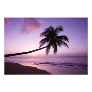 Eenzame palmboom bij zonsondergang, Coconut Grove Foto Afdruk