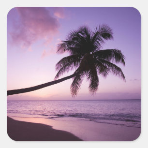 Eenzame palmboom bij zonsondergang, Coconut Grove Vierkante Sticker
