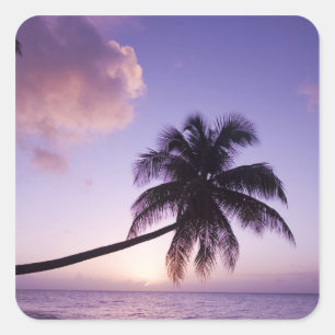 Eenzame palmboom bij zonsondergang, strand van Coc Vierkante Sticker