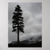 Eenzame pine - Poster (Voorkant)