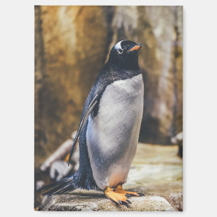 eenzame pinguïn magneet