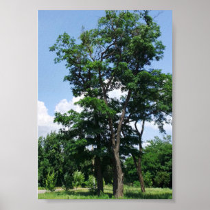 Eenzame robinia pseudo-acia onder de blauwe hemel poster